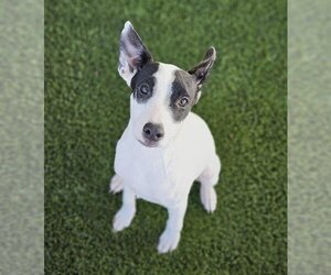Labrador Retriever-Unknown Mix Dogs for adoption in Baytown, TX, USA