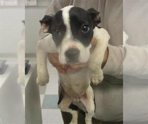 American Pit Bull Terrier-Unknown Mix Dogs for adoption in Oklahoma City, OK, USA