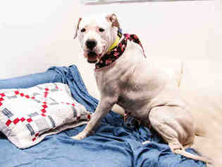 Bulldog Dogs for adoption in Hampton Bays, NY, USA