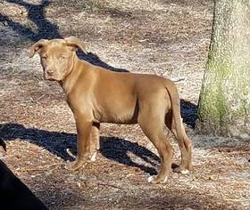Labrador Retriever-Unknown Mix Dogs for adoption in Millville, NJ, USA