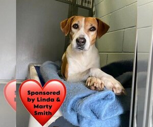 Mutt Dogs for adoption in San Leon, TX, USA