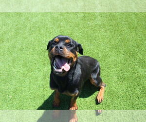 Rottweiler Dogs for adoption in Chestertown, MD, USA