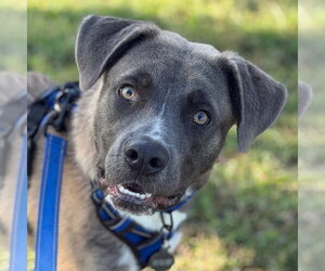 Black Mouth Cur-Labrador Retriever Mix Dogs for adoption in Canton, CT, USA