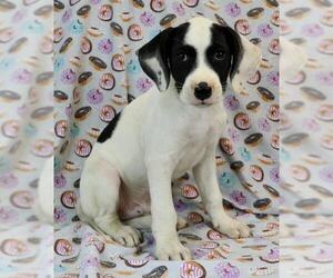 Pointer Dogs for adoption in Morton Grove, IL, USA