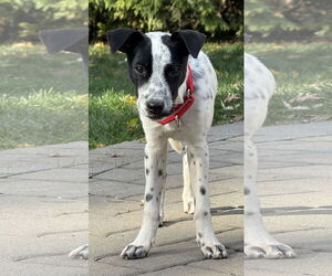Pointer-Unknown Mix Dogs for adoption in Jefferson, NJ, USA