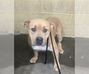 American Pit Bull Terrier-Unknown Mix Dogs for adoption in Downey, CA, USA