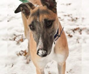 Greyhound Dogs for adoption in Grandville, MI, USA