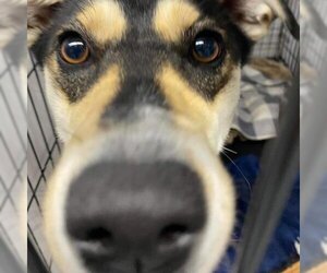 - Mix Dogs for adoption in Madison, WI, USA