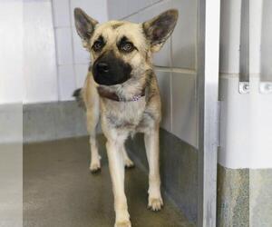 German Shepherd Dog-Unknown Mix Dogs for adoption in San Antonio, TX, USA