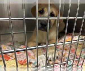 Anatolian Shepherd Dogs for adoption in Waco, TX, USA