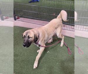 Anatolian Shepherd-Unknown Mix Dogs for adoption in Sacramento, CA, USA