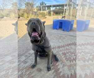 Mutt Dogs for adoption in Goodyear, AZ, USA