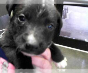 Labrador Retriever Dogs for adoption in Tulsa, OK, USA