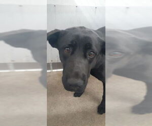 German Shepherd Dog Dogs for adoption in San Bernardino, CA, USA