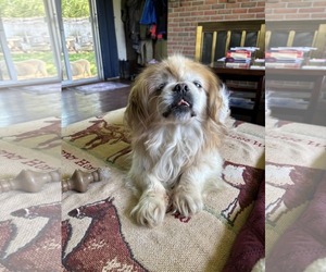 Pekingese-Unknown Mix Dogs for adoption in Catasauqua, PA, USA