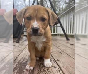 Black and Tan Coonhound-Labrador Retriever-Labrador Retriever Mix Dogs for adoption in Cary, NC, USA