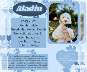 Goldendoodle (Miniature) Dogs for adoption in Rancho Cordova, CA, USA