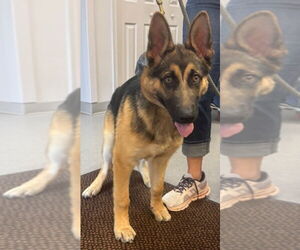 German Shepherd Dog Dogs for adoption in La Porte, IN, USA