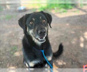 Black and Tan Coonhound-Unknown Mix Dogs for adoption in Tulsa, OK, USA