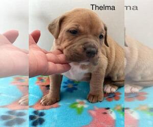 American Pit Bull Terrier-Labrador Retriever Mix Dogs for adoption in Incline Village, NV, USA
