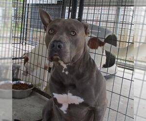 American Pit Bull Terrier Dogs for adoption in Fayetteville, TN, USA