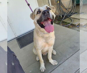 Mastiff-Unknown Mix Dogs for adoption in Long Beach, CA, USA