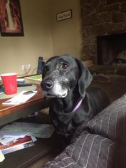 Small Basset Hound-Labrador Retriever Mix