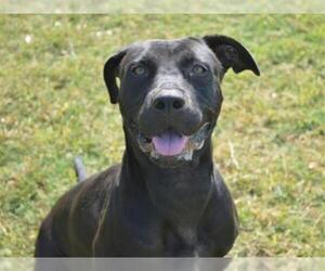 Staffordshire Bull Terrier-Unknown Mix Dogs for adoption in Texas City, TX, USA