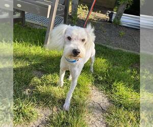 Poodle (Miniature)-Unknown Mix Dogs for adoption in Long Beach, CA, USA