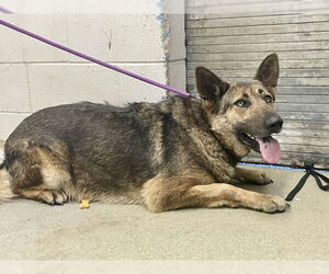 German Shepherd Dog Dogs for adoption in San Bernardino, CA, USA