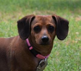 Dachshund Dogs for adoption in Gridley, CA, USA