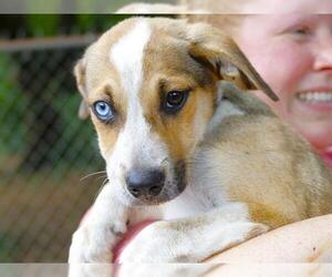 Catahoula Leopard Dog Dogs for adoption in Tallahassee, FL, USA