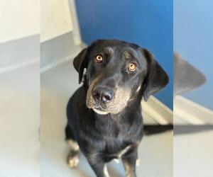 Labrador Retriever-Unknown Mix Dogs for adoption in Visalia, CA, USA