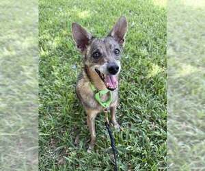 Mutt Dogs for adoption in San Leon, TX, USA