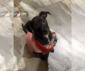 Labrador Retriever-Unknown Mix Dogs for adoption in Escondido, CA, USA