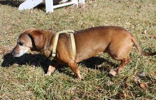 Dachshund Dogs for adoption in Haymarket , VA, USA