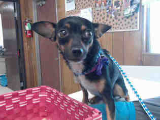 Chihuahua Dogs for adoption in Lodi, CA, USA