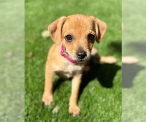 Chihuahua-Unknown Mix Dogs for adoption in Bellevue, WA, USA