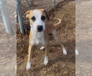 Mutt Dogs for adoption in Woodbury, NY, USA