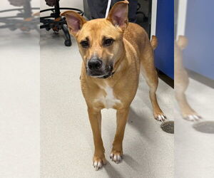 German Shepherd Dog-Unknown Mix Dogs for adoption in Fairbanks, AK, USA