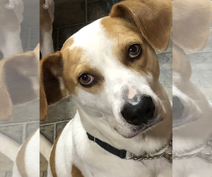 Pointer-Unknown Mix Dogs for adoption in O Fallon, MO, USA