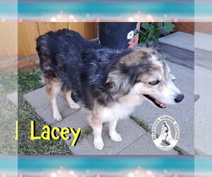Australian Shepherd Dogs for adoption in Red Lodge, MT, USA