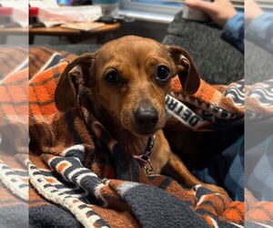 Dachshund Dogs for adoption in Fort Wayne, IN, USA