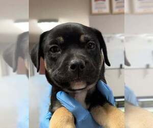 Boxador Dogs for adoption in Bolivar, MO, USA