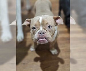 Free-Lance Bulldog Dogs for adoption in Raleigh, NC, USA