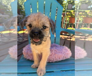 Pug-Unknown Mix Dogs for adoption in Pacolet, SC, USA