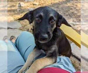 Mutt Dogs for adoption in Austin, TX, USA