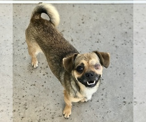 Chug Dogs for adoption in San Bernardino , CA, USA