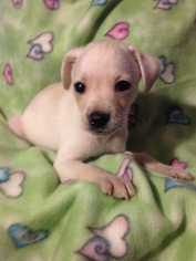 Medium Photo #1 Mutt Puppy For Sale in Colton, CA, USA