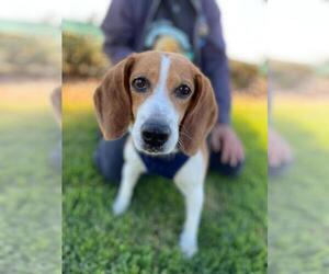 Beagle Dogs for adoption in Sherman Oaks, CA, USA